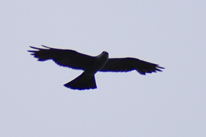 Mississippi Kite - ML638379023