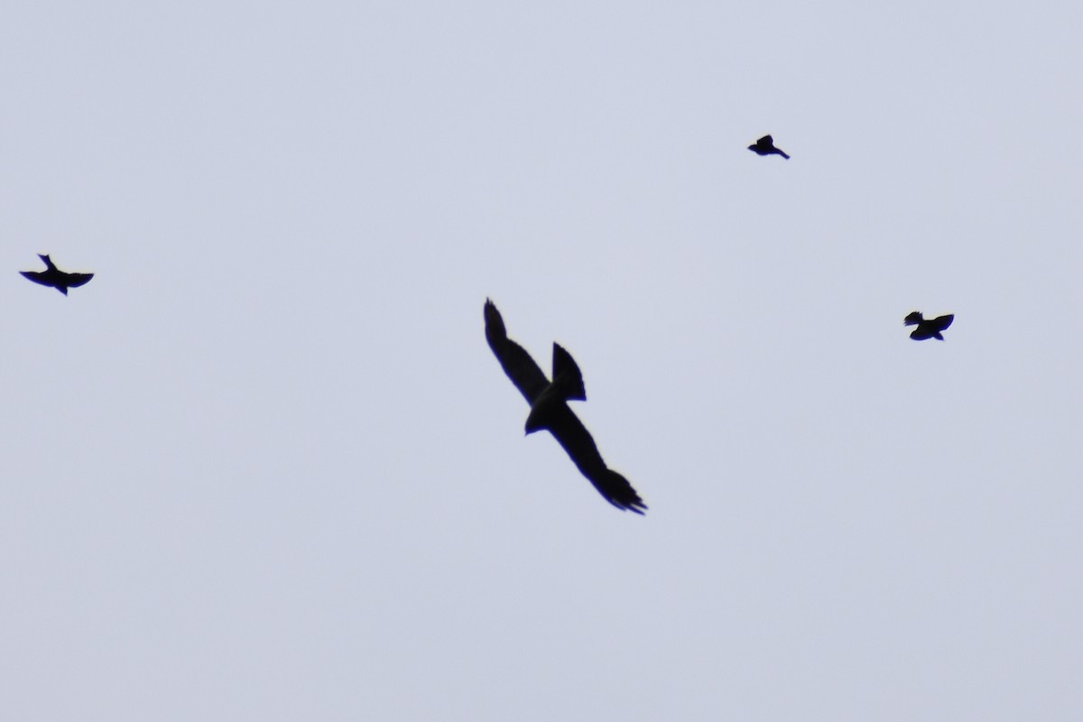 Mississippi Kite - ML638379024