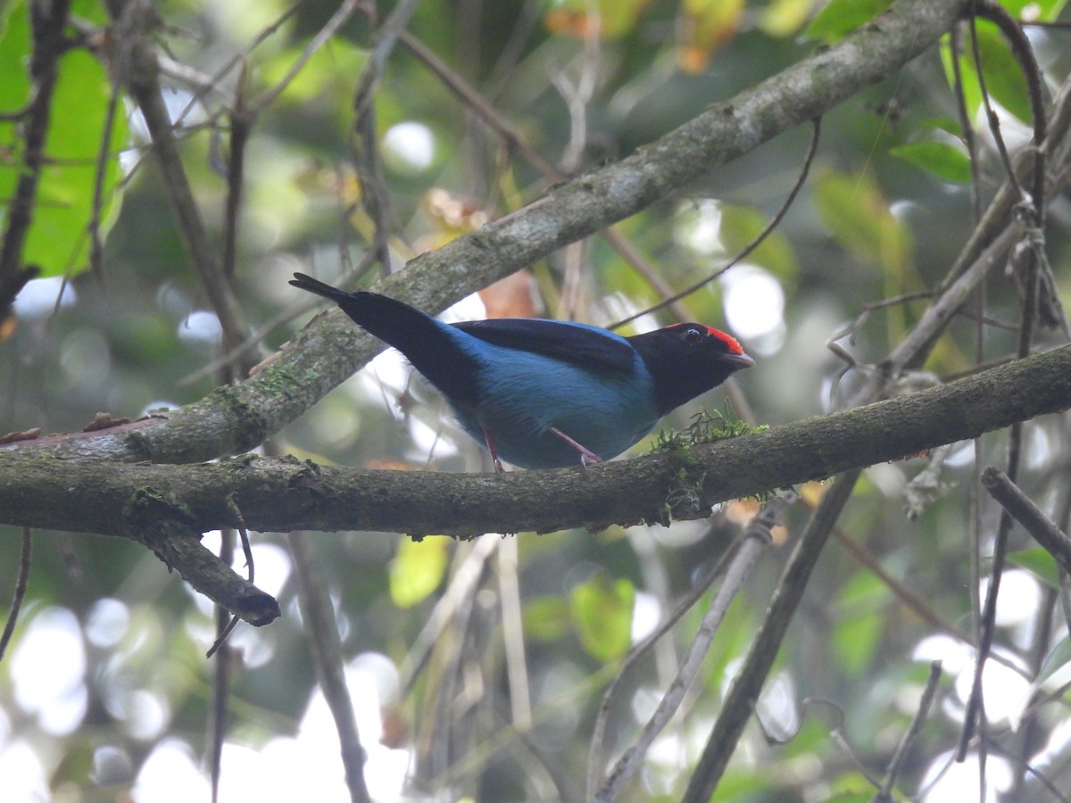 Swallow-tailed Manakin - ML638379025