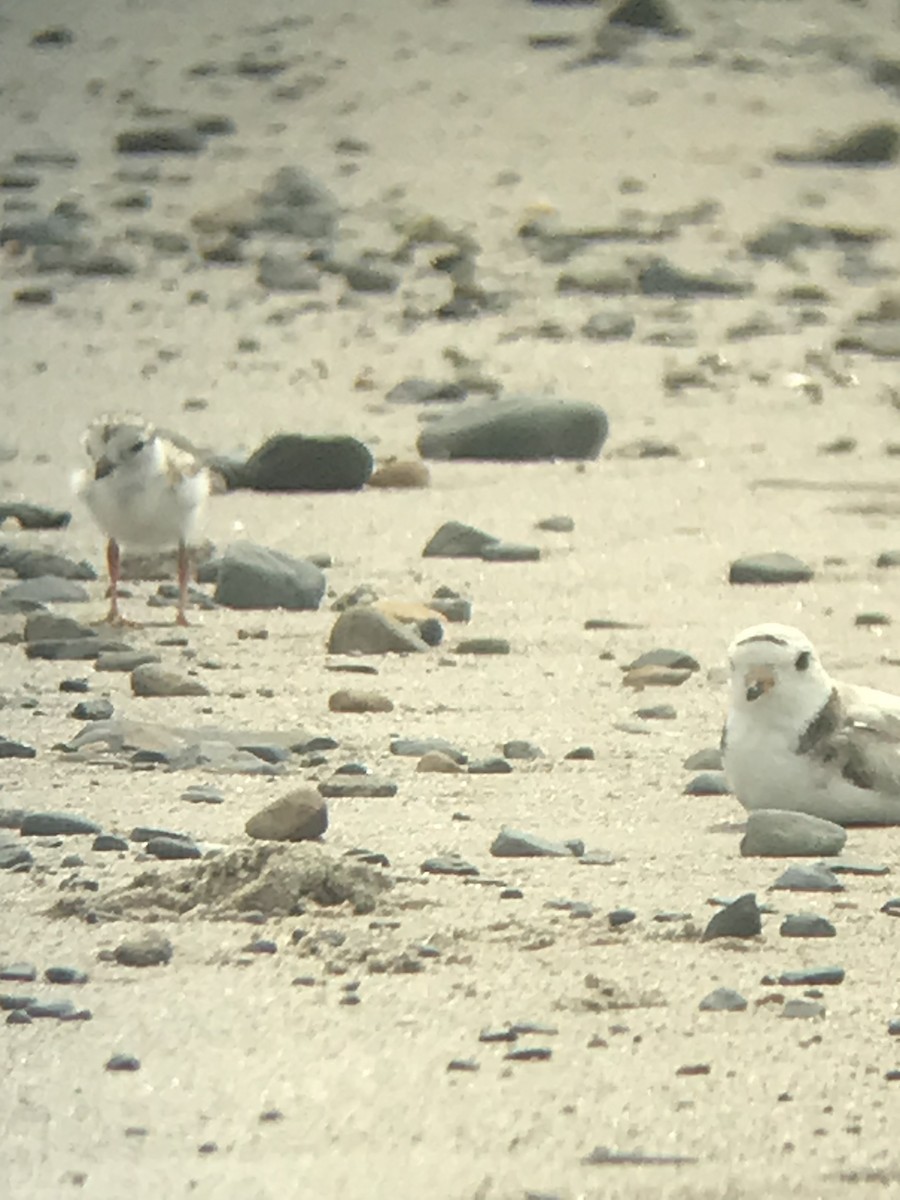 Piping Plover - ML638379047