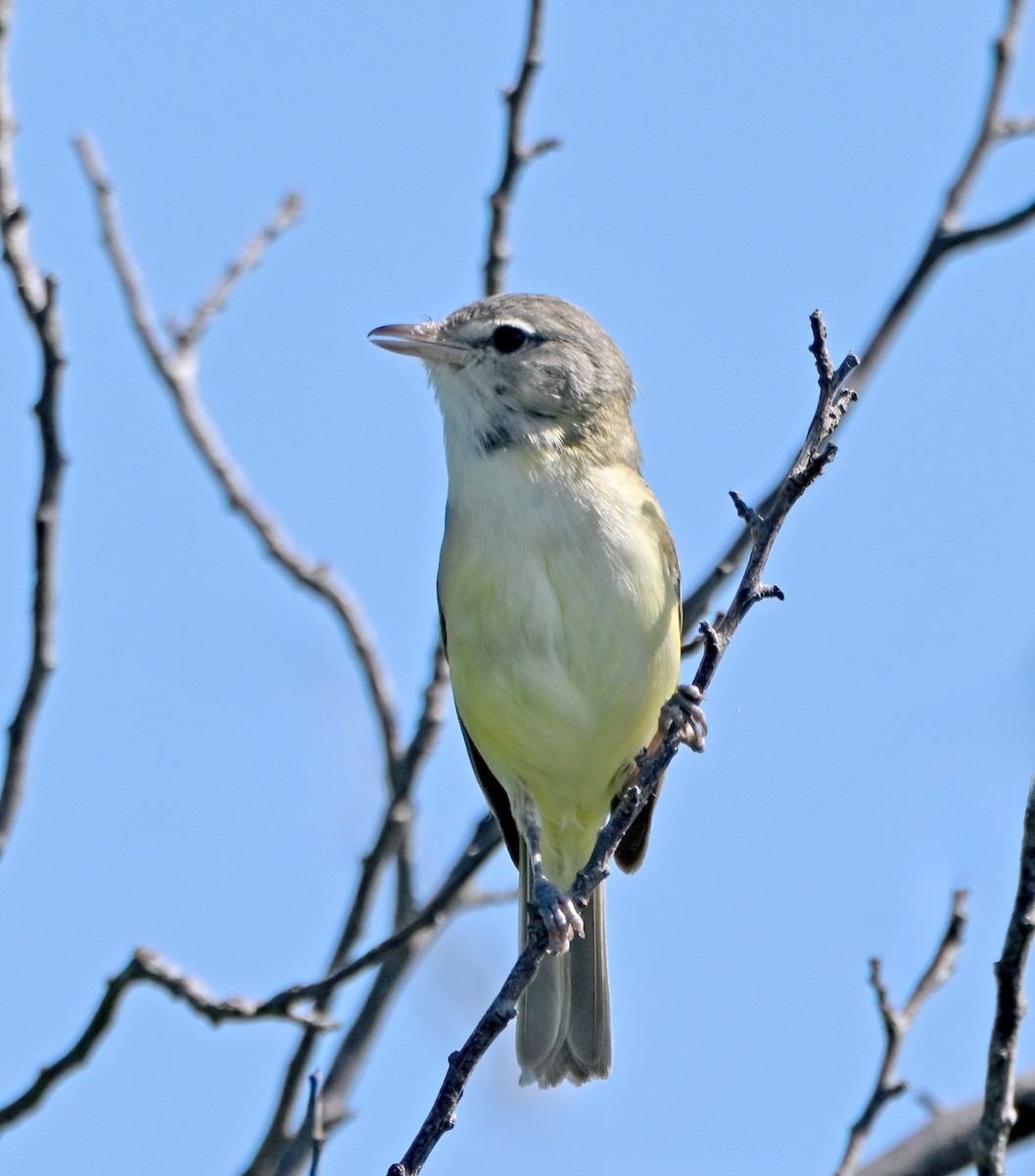 Bell's Vireo - ML638379049