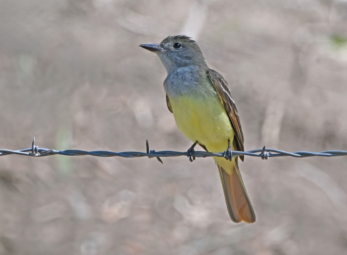 Great Crested Flycatcher - ML638379061