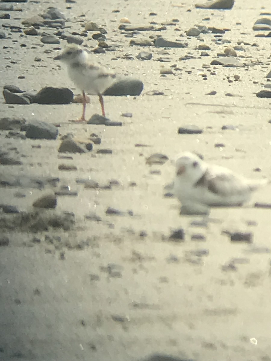 Piping Plover - ML638379062