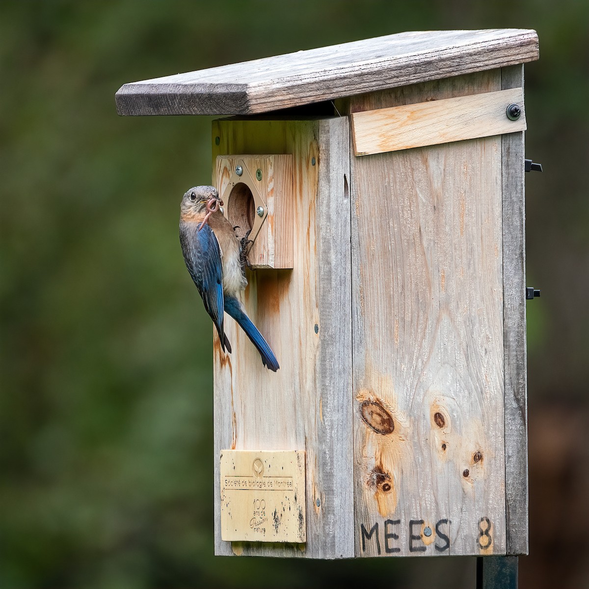 Eastern Bluebird - ML638379063