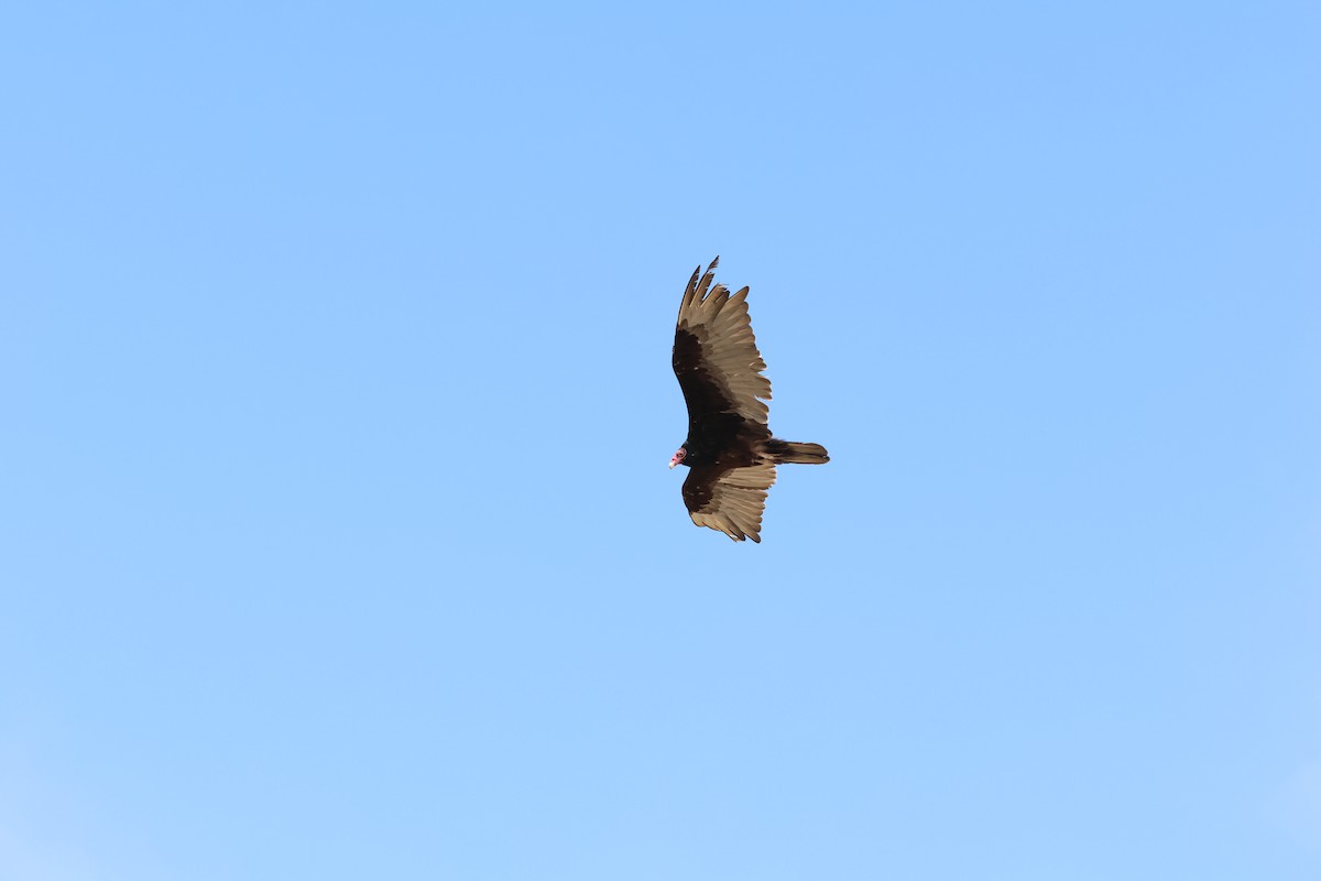 Turkey Vulture - ML638379064