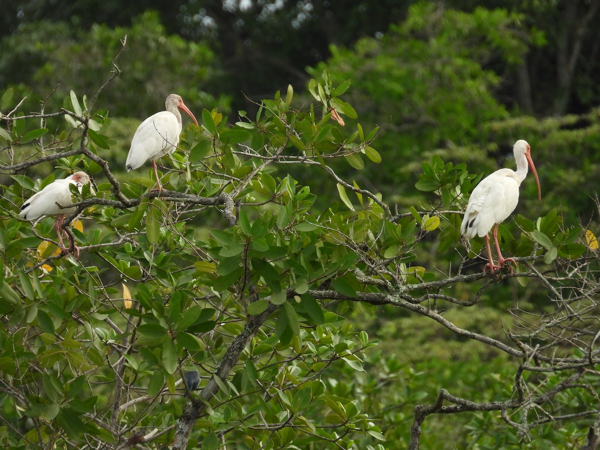White Ibis - ML638379067