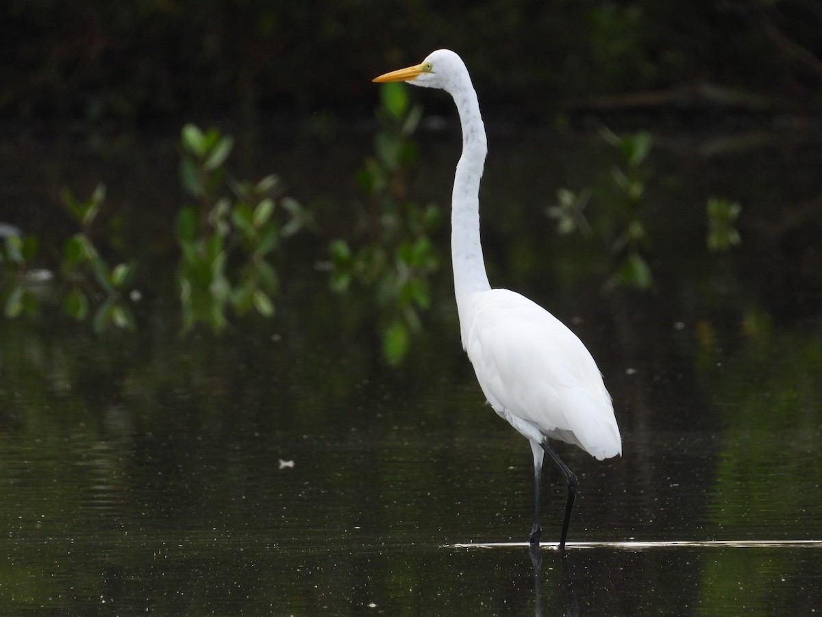 Great Egret - ML638379070