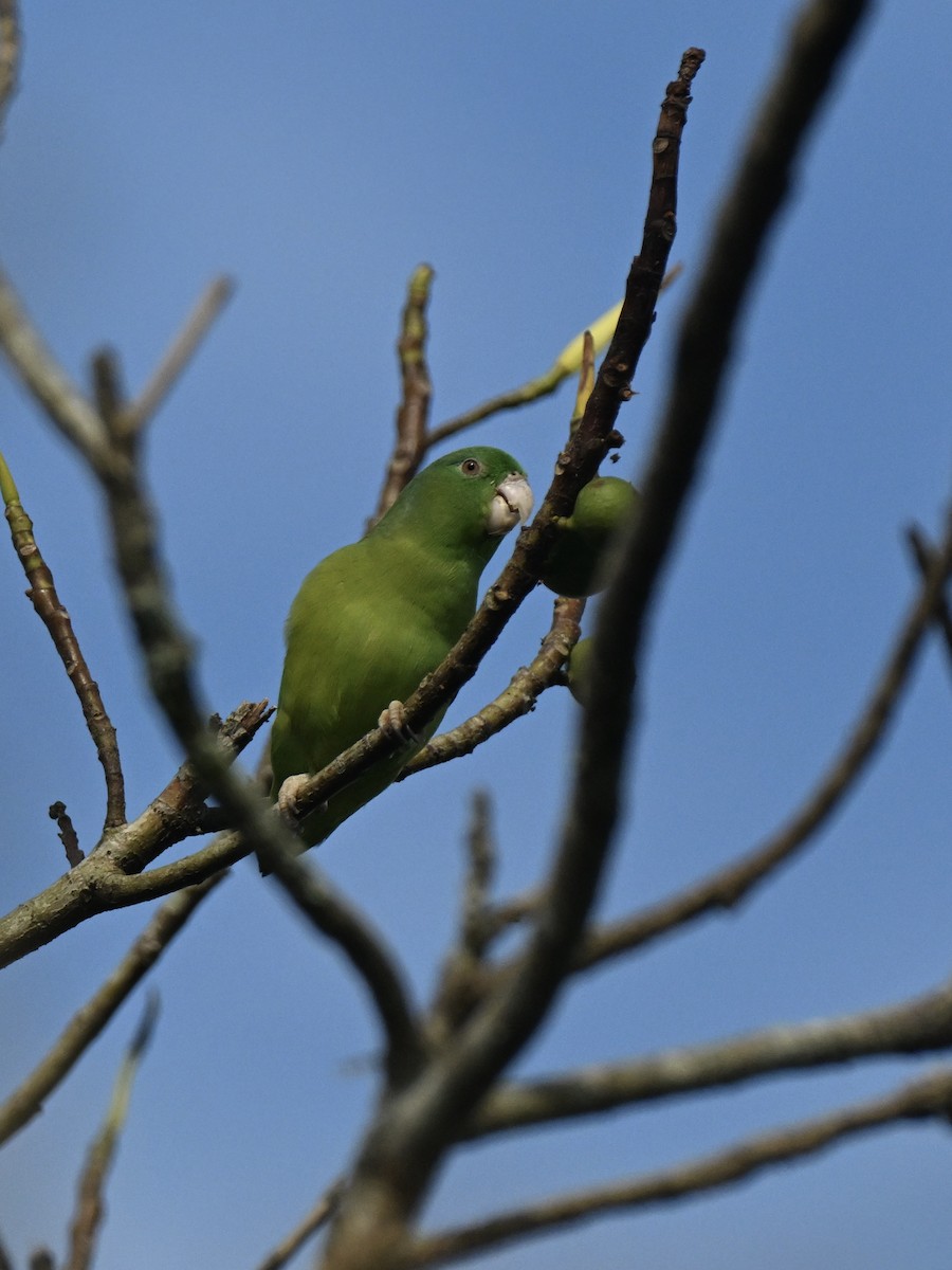 Riparian Parrotlet - ML638379071