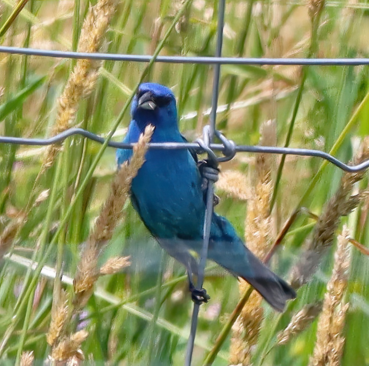 Indigo Bunting - ML638379072