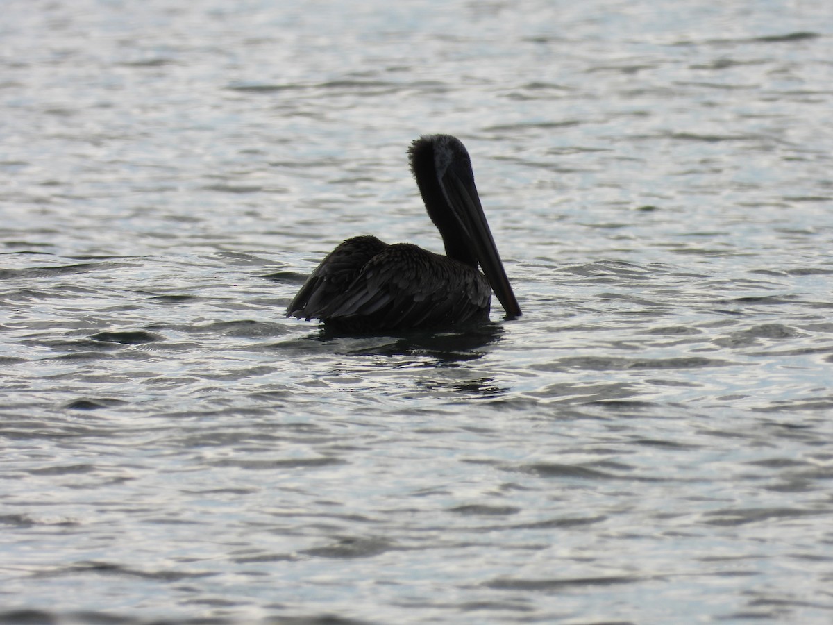 Brown Pelican - ML638379075