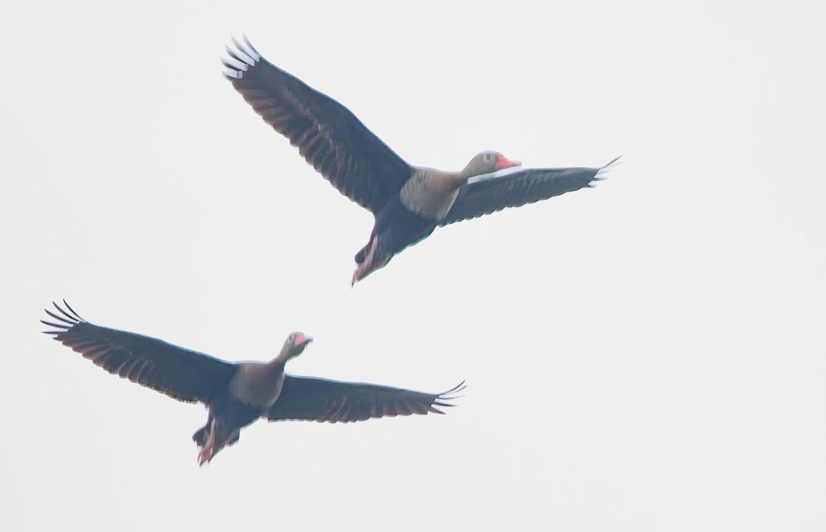 Black-bellied Whistling-Duck - ML638379078