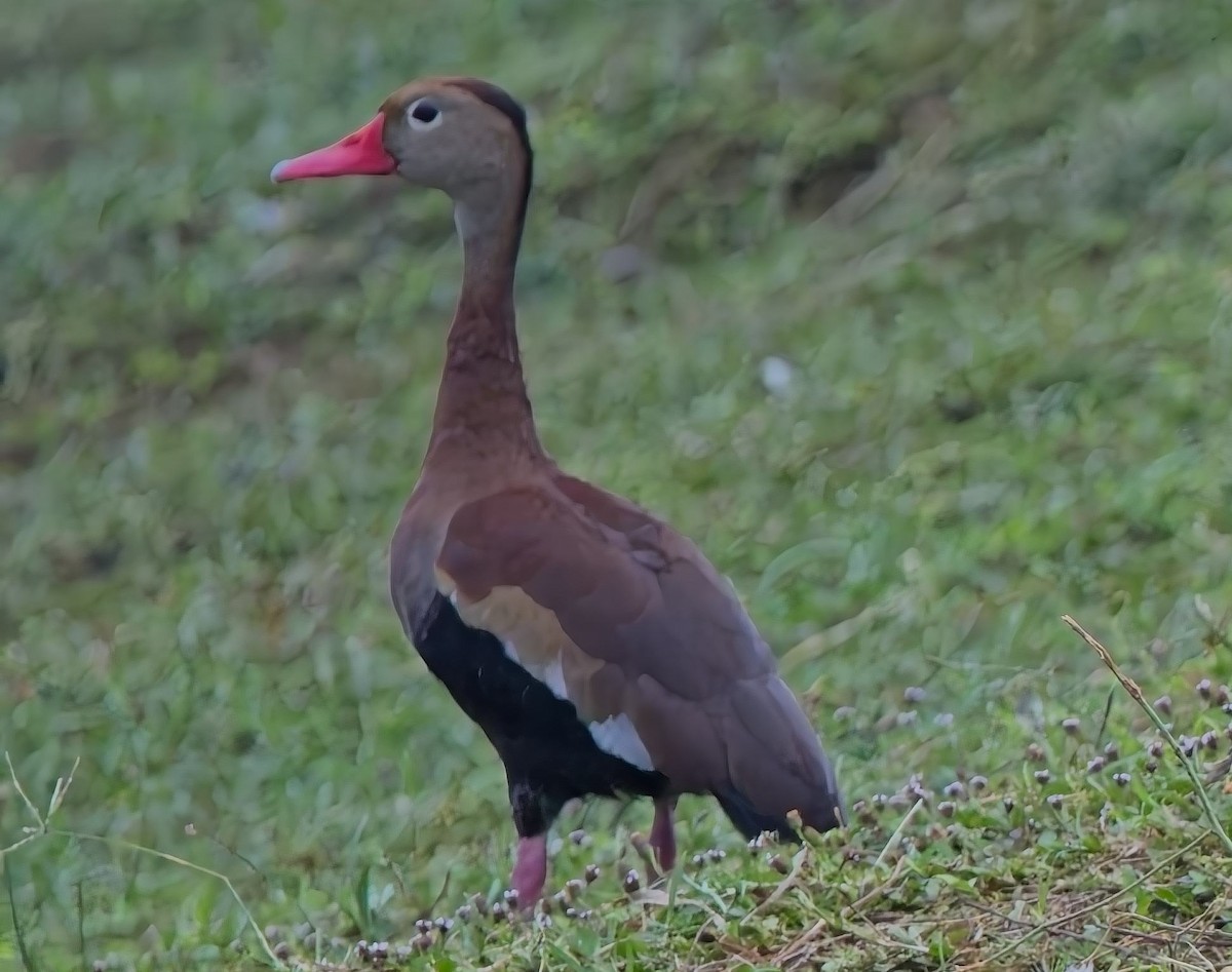 Black-bellied Whistling-Duck - ML638379079
