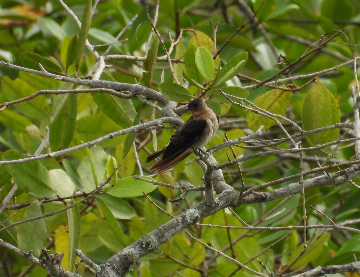 Southern Rough-winged Swallow - ML638379085