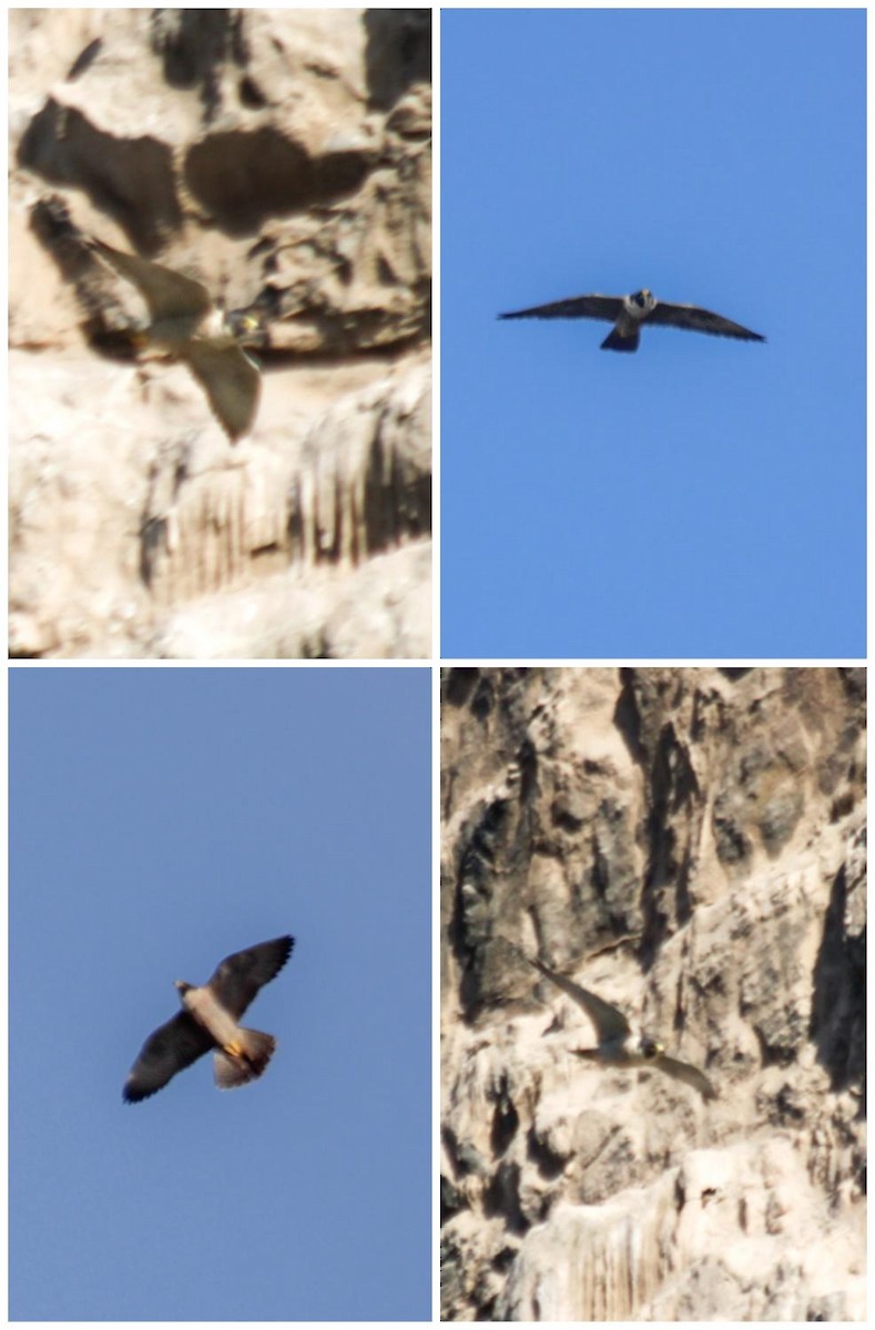 Peregrine Falcon (South American) - ML638379103