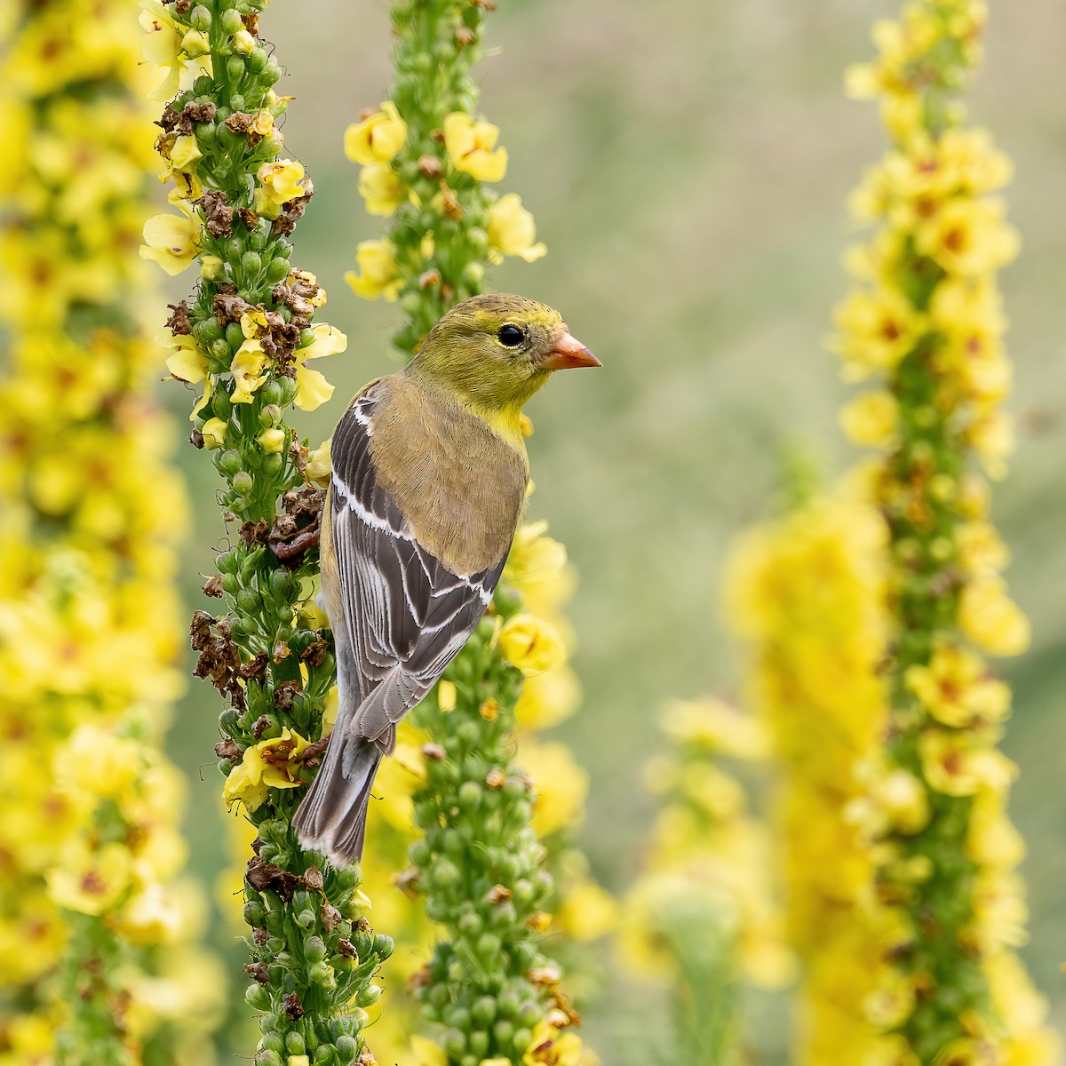 American Goldfinch - ML638379109