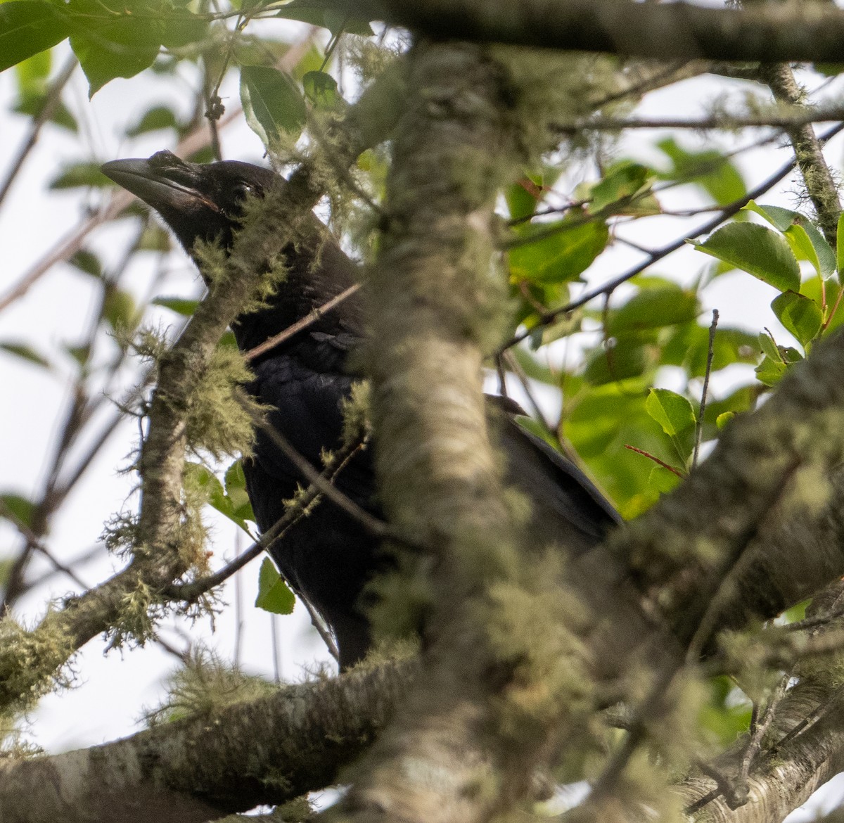 Fish Crow - ML638379112