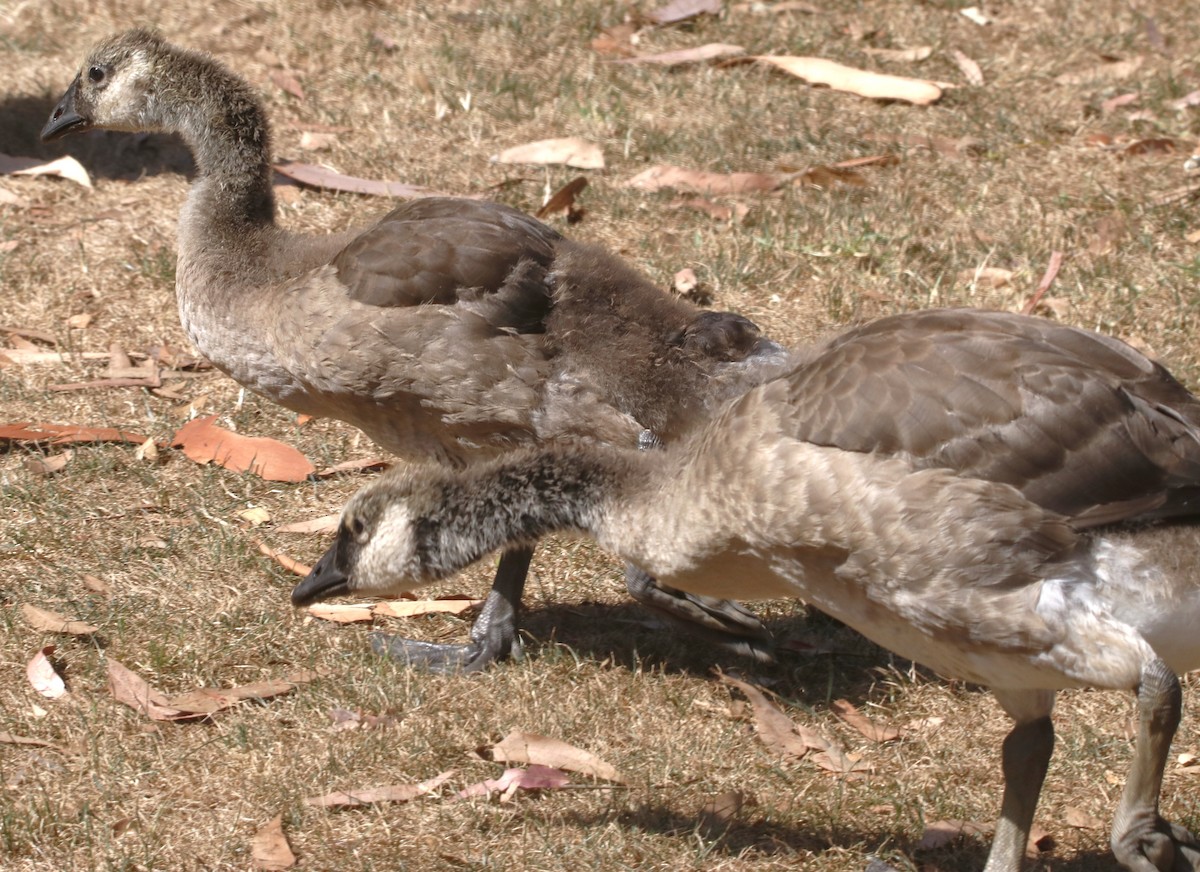 Canada Goose - ML638379113