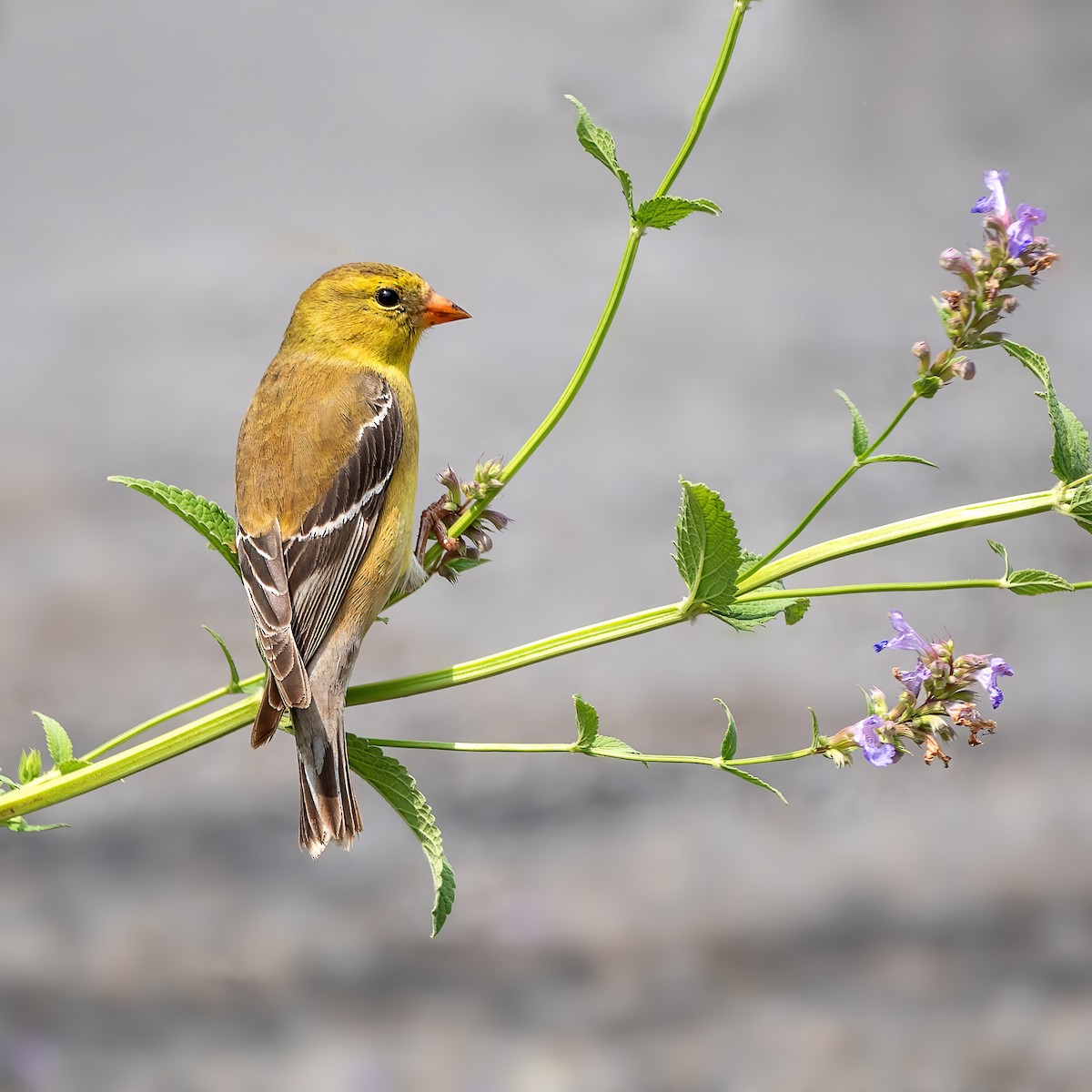 American Goldfinch - ML638379119