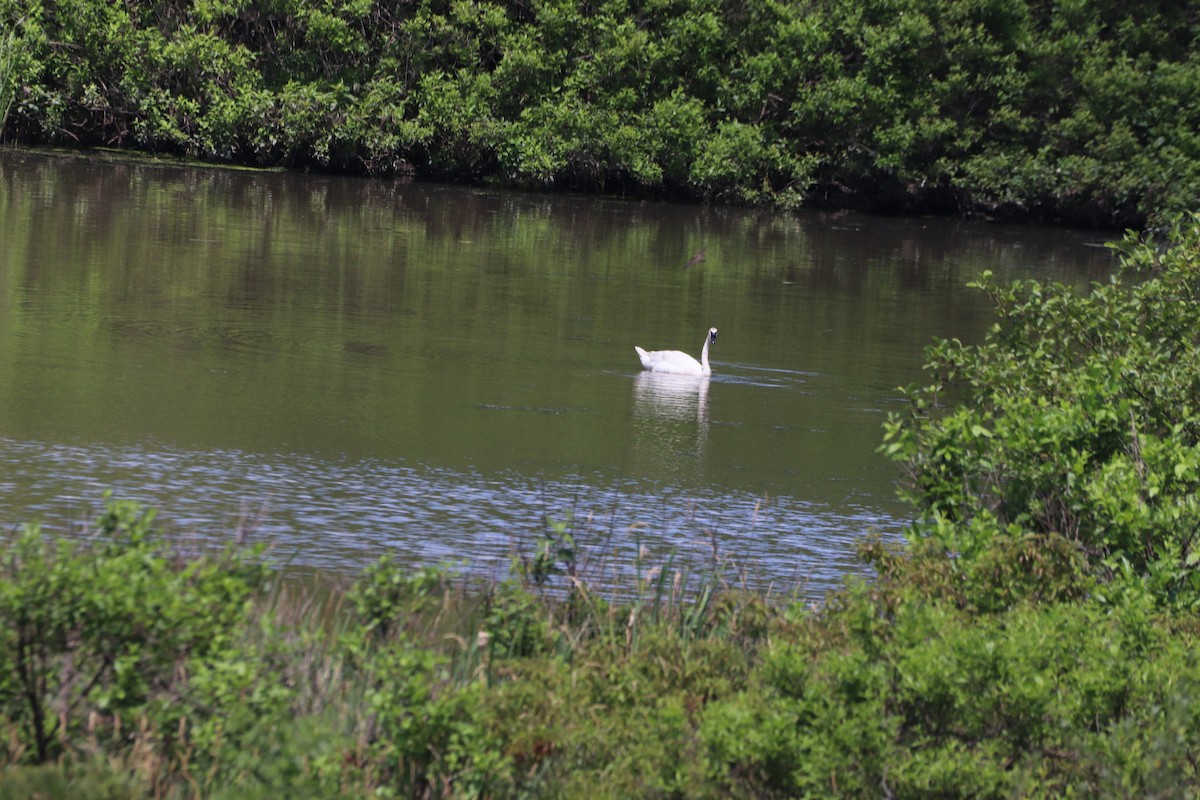 Trumpeter Swan - ML638379123