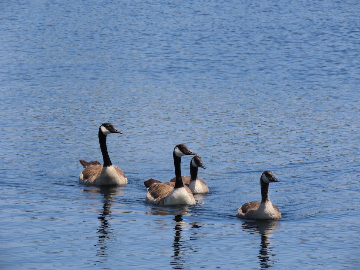 Canada Goose - ML638379129