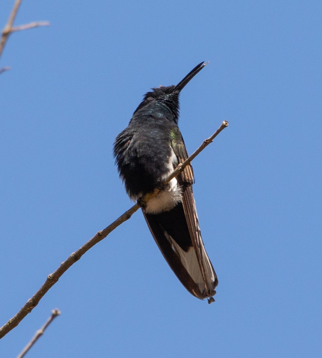 Black Jacobin - ML638379140