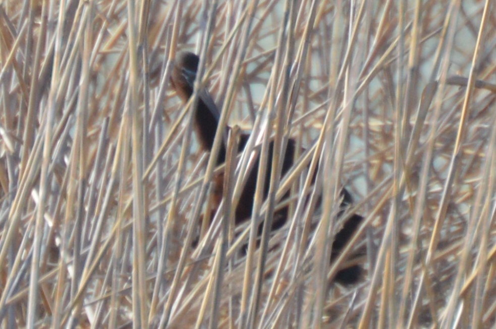 Glossy Ibis - ML638379157