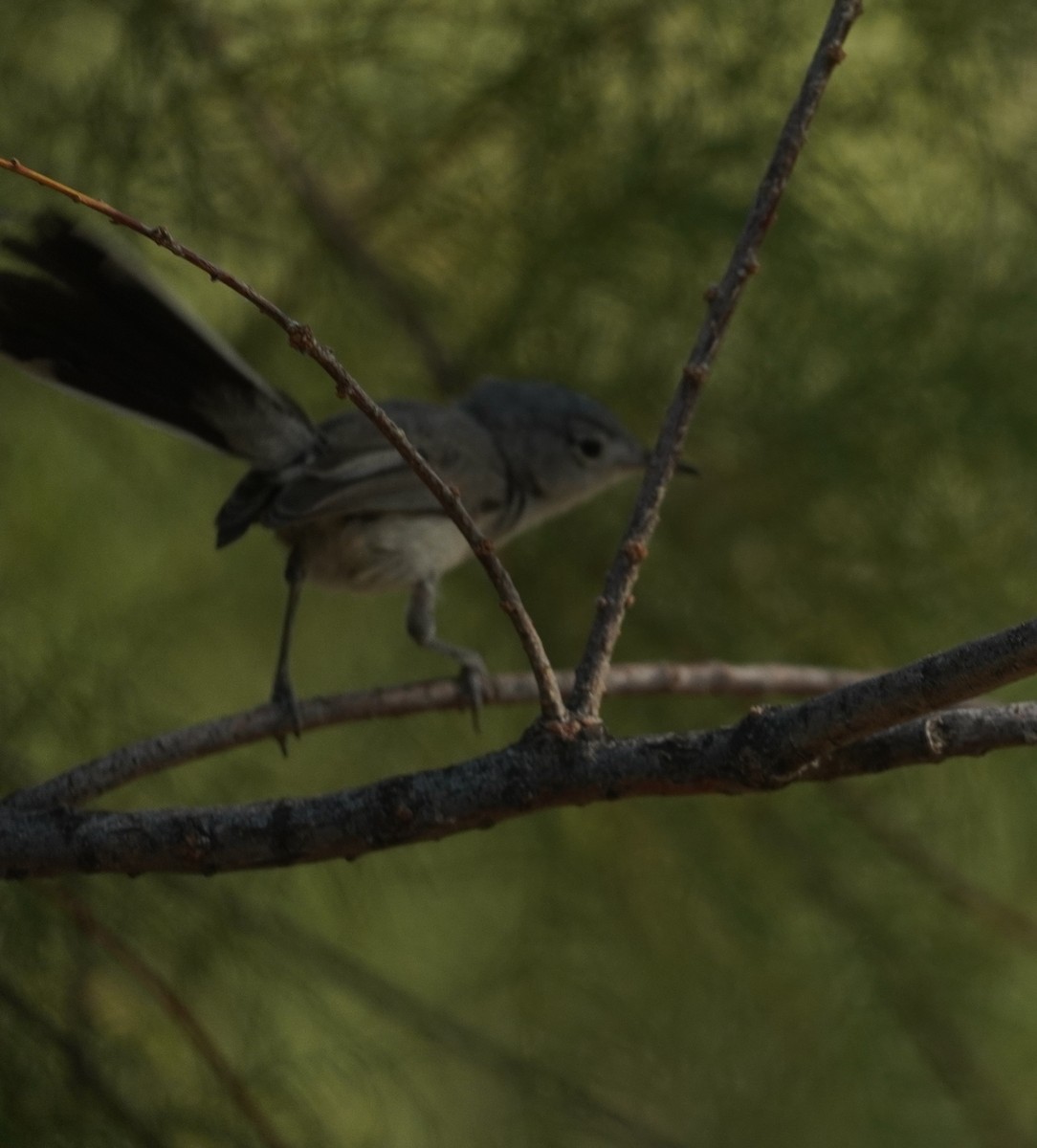 Black-tailed Gnatcatcher - ML638379162
