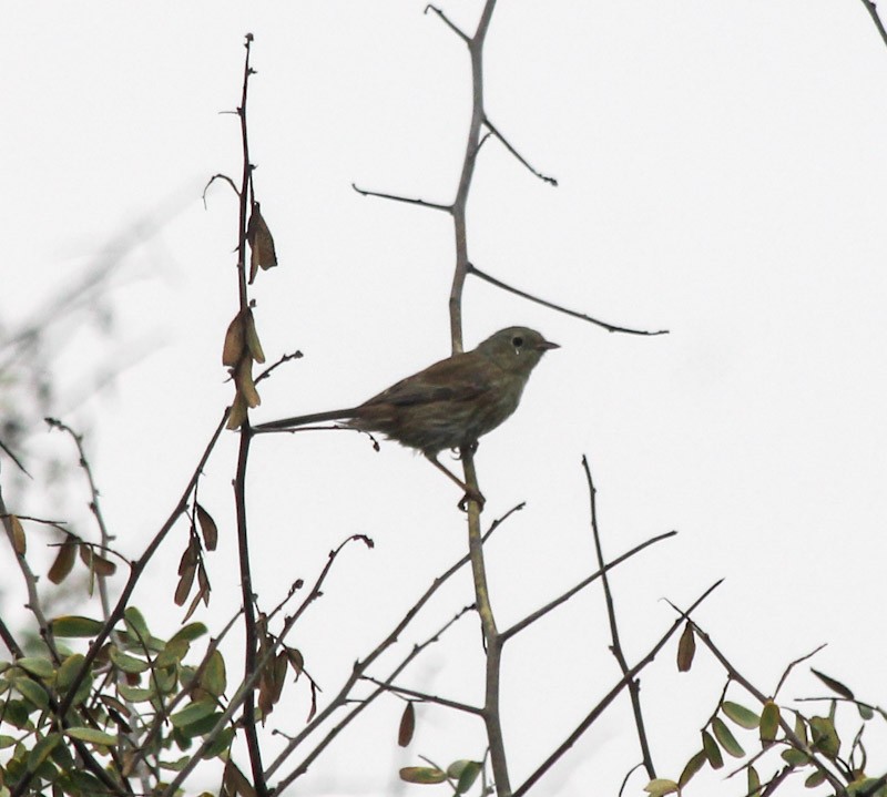 Slender-billed Finch - ML638379202