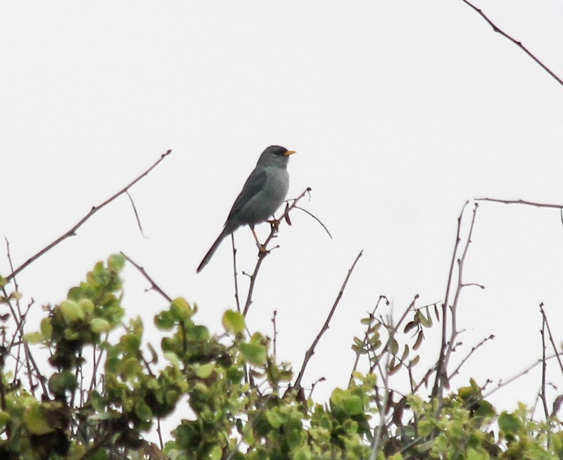 Slender-billed Finch - ML638379203
