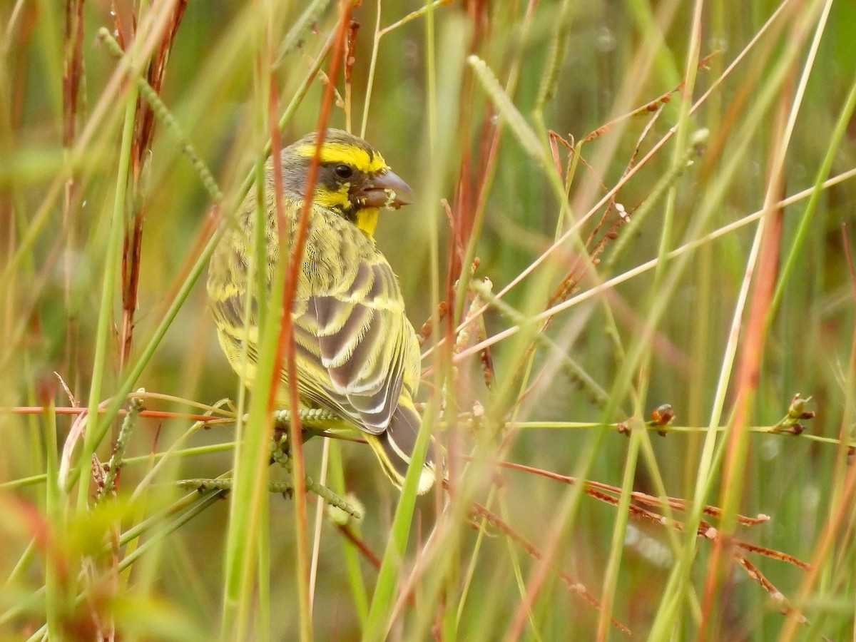 Yellow-fronted Canary - ML638379205