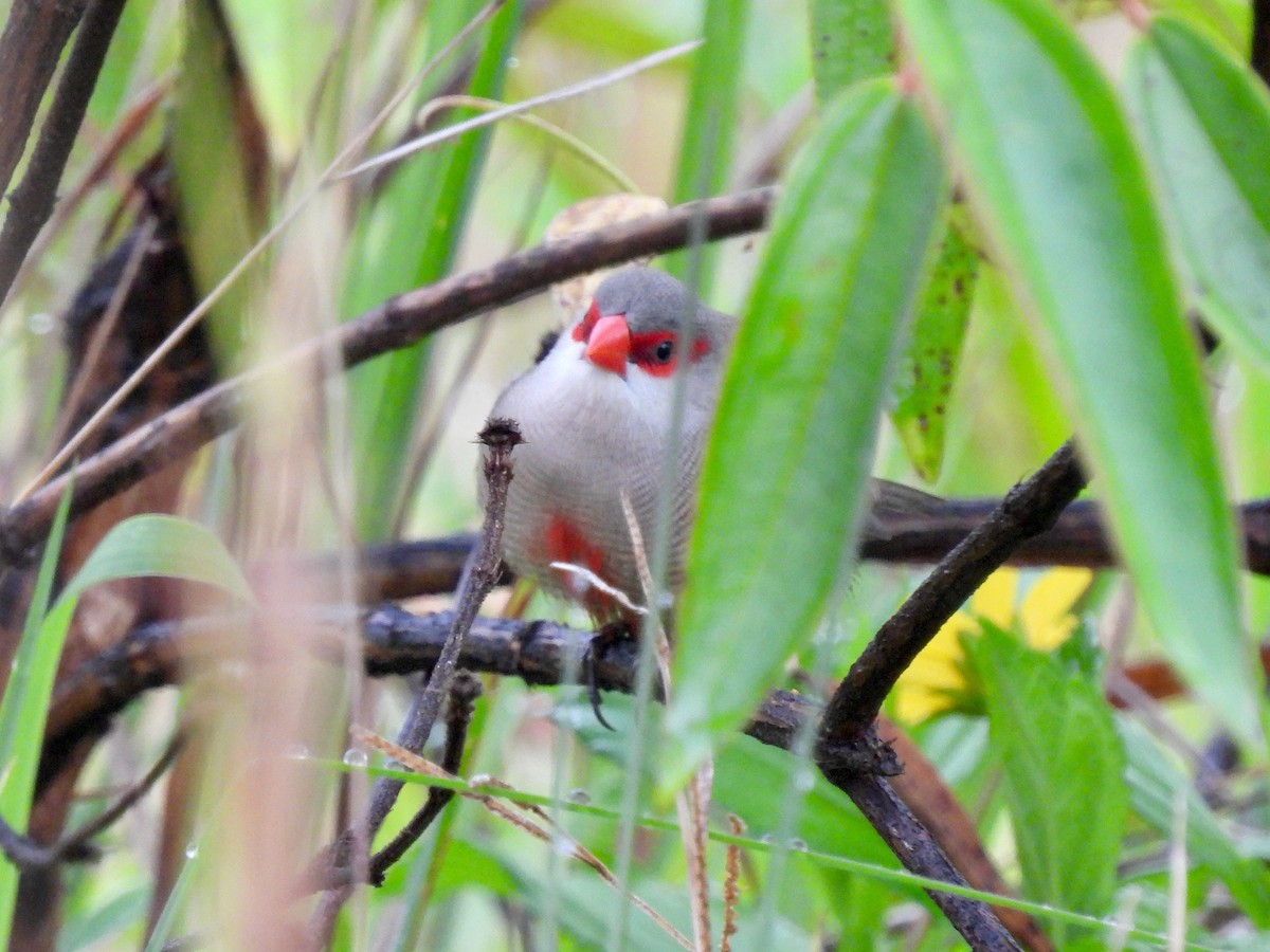 Common Waxbill - ML638379208
