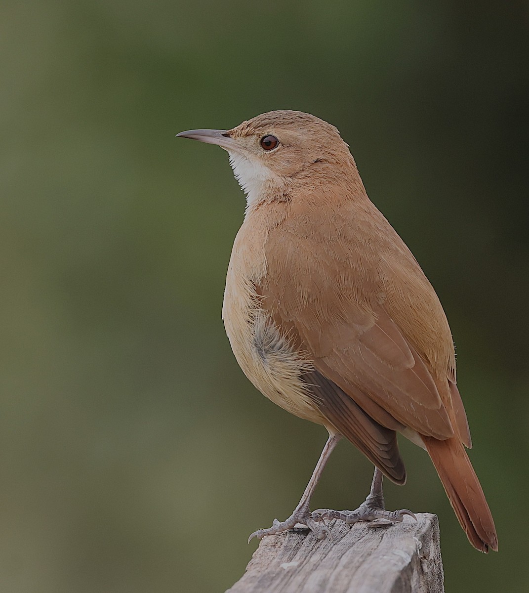 Rufous Hornero - ML638379239