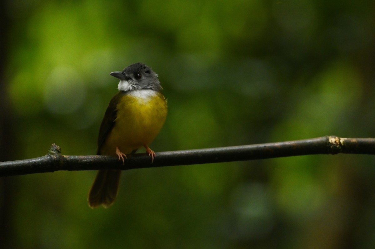 Yellow-bellied Bulbul - ML638379240