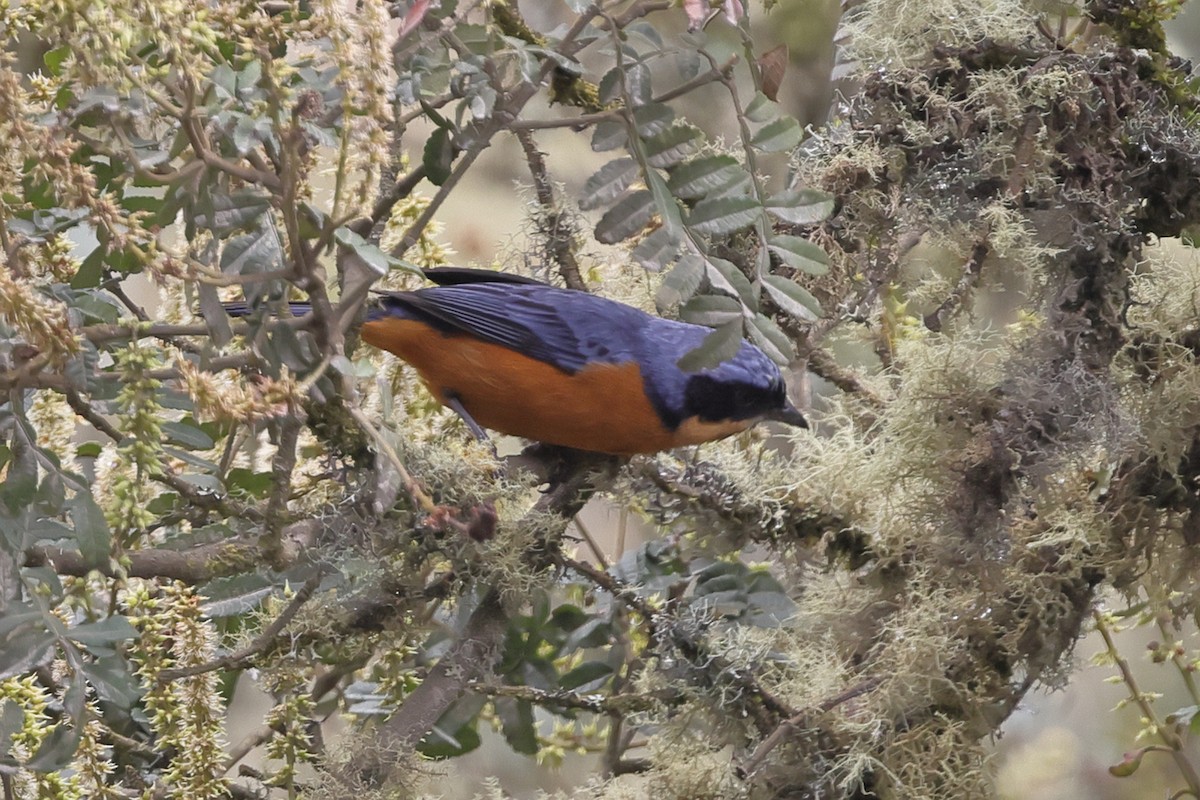 Chestnut-bellied Mountain Tanager - ML638379246