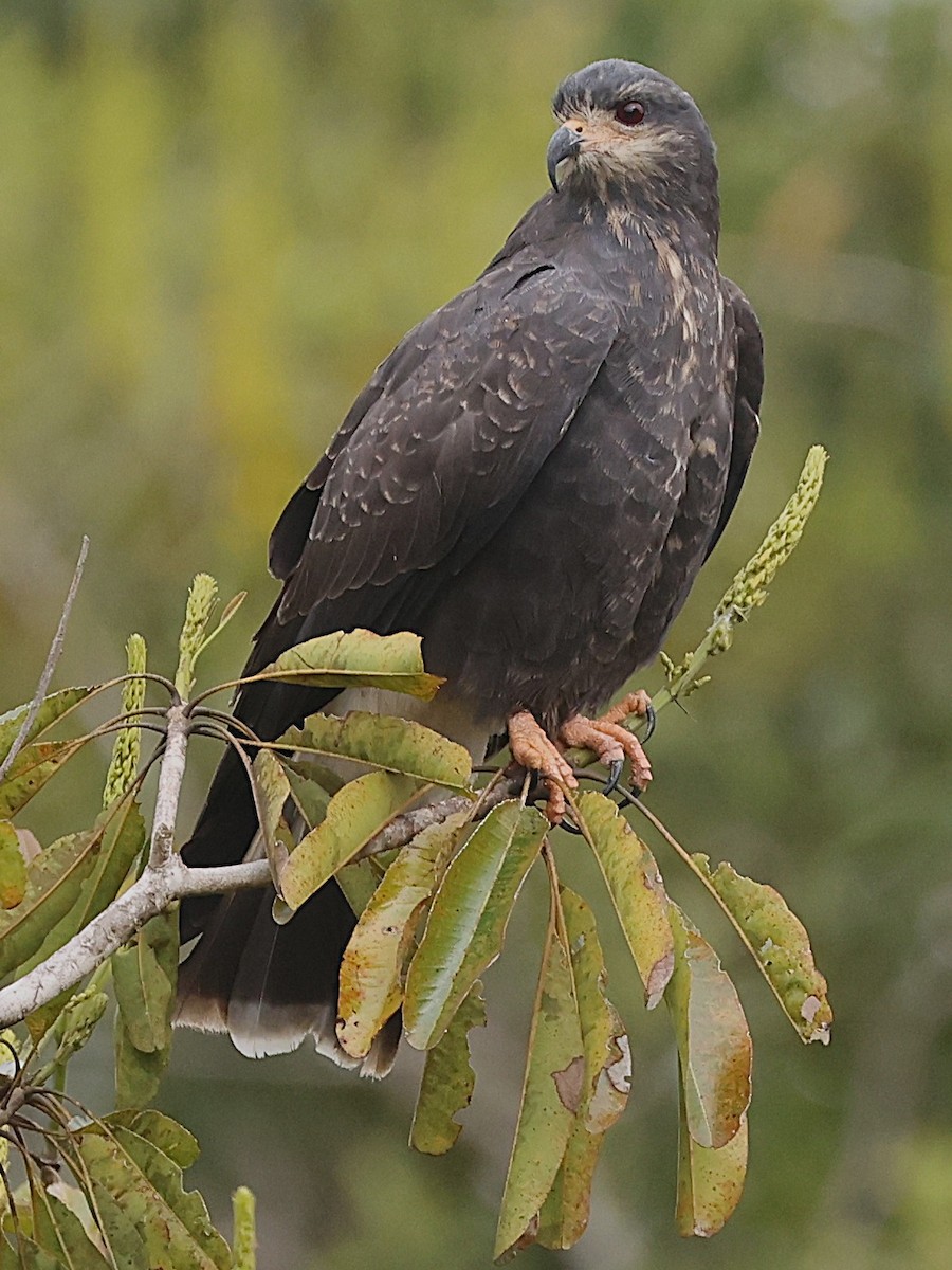 Snail Kite - ML638379250