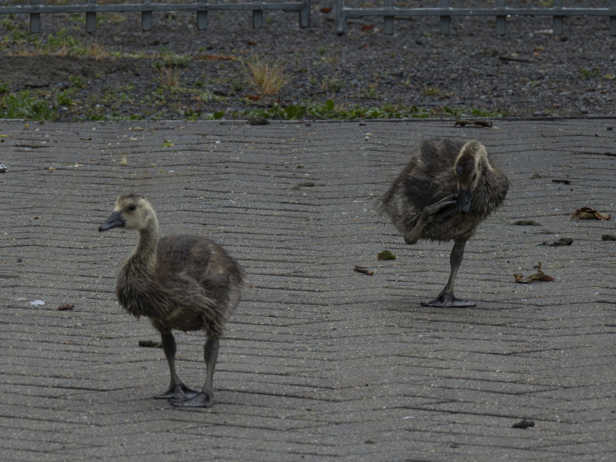 Canada Goose - ML638379252