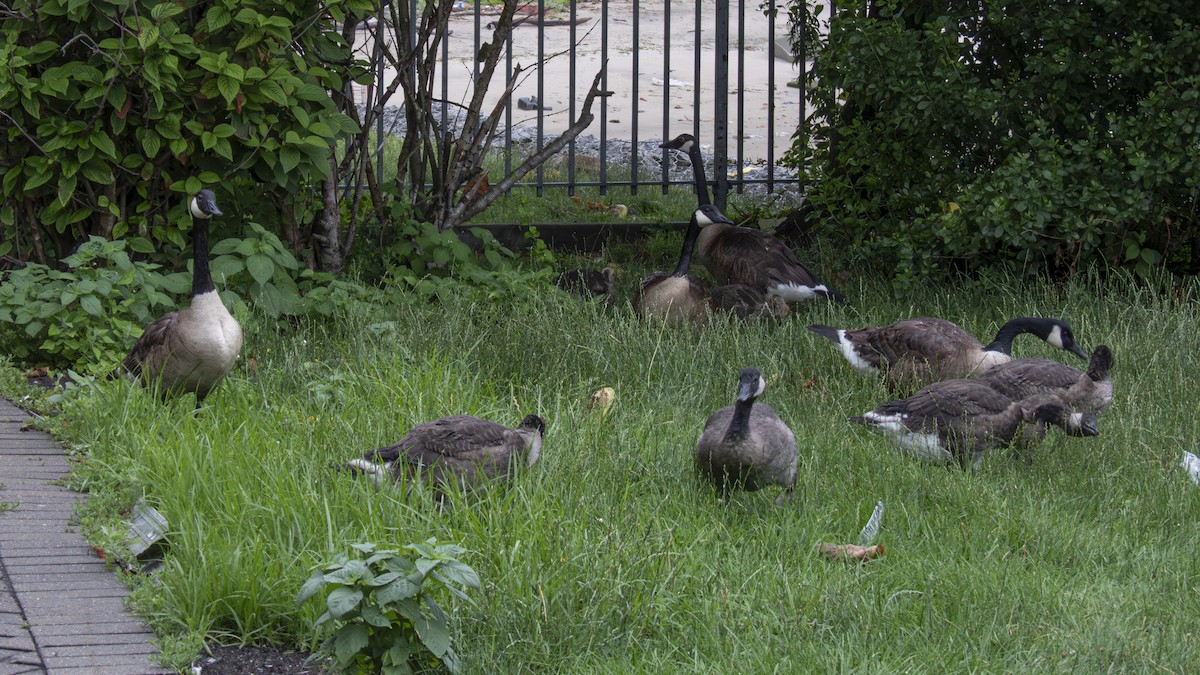 Canada Goose - ML638379254