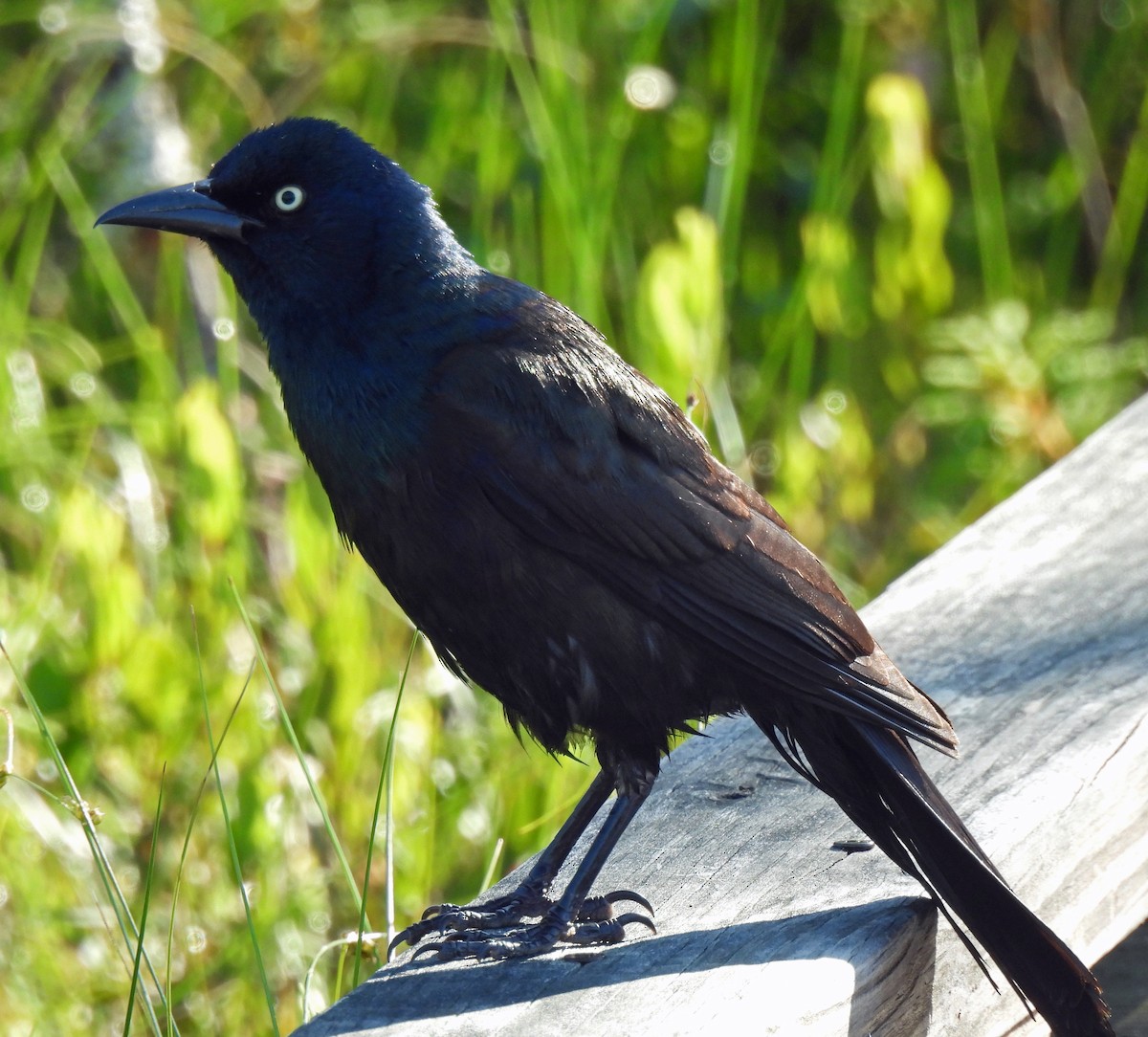 Common Grackle - ML638379255