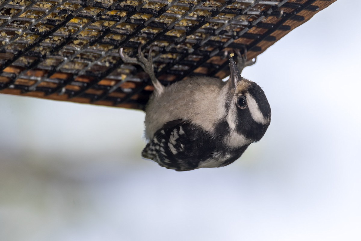 Downy Woodpecker - ML638379266