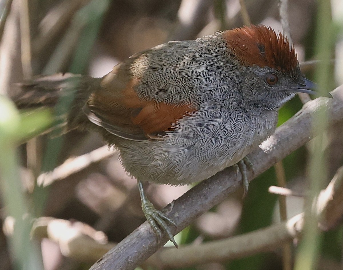 Cinereous-breasted Spinetail - ML638379270