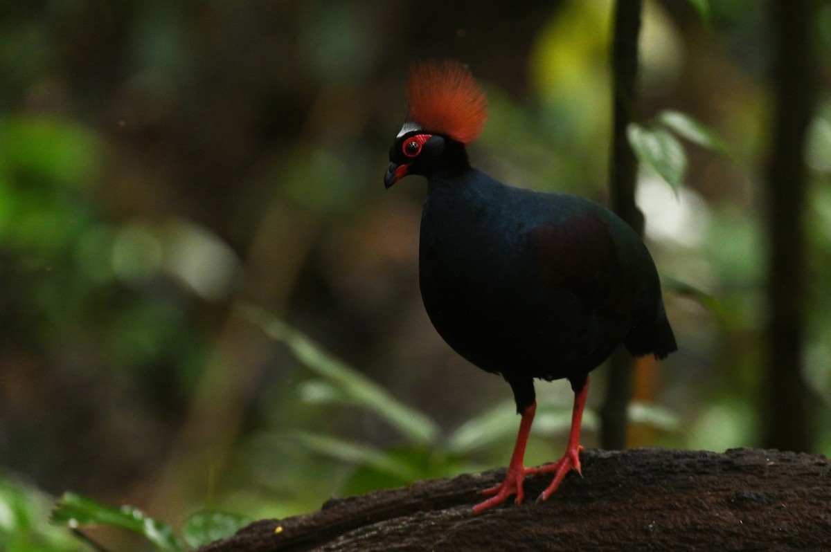 Crested Partridge - ML638379271