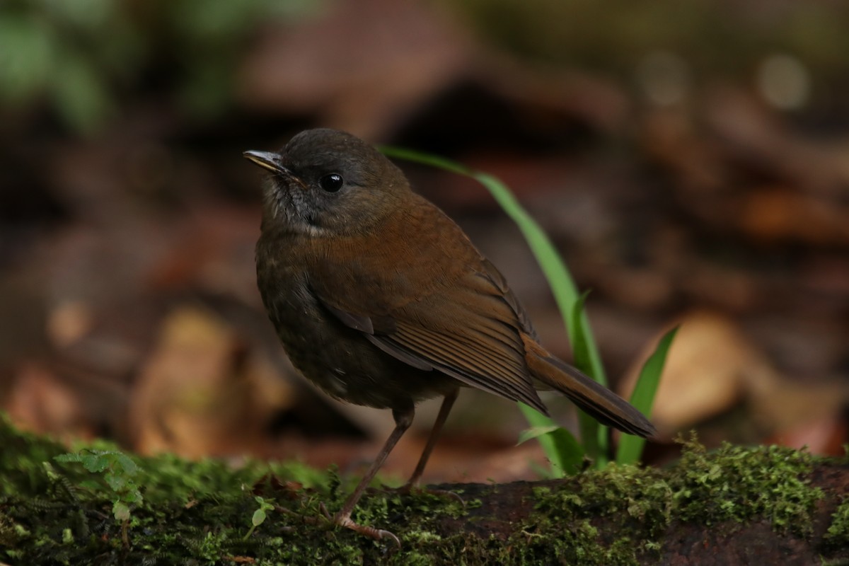 Black-billed Nightingale-Thrush - ML638379281