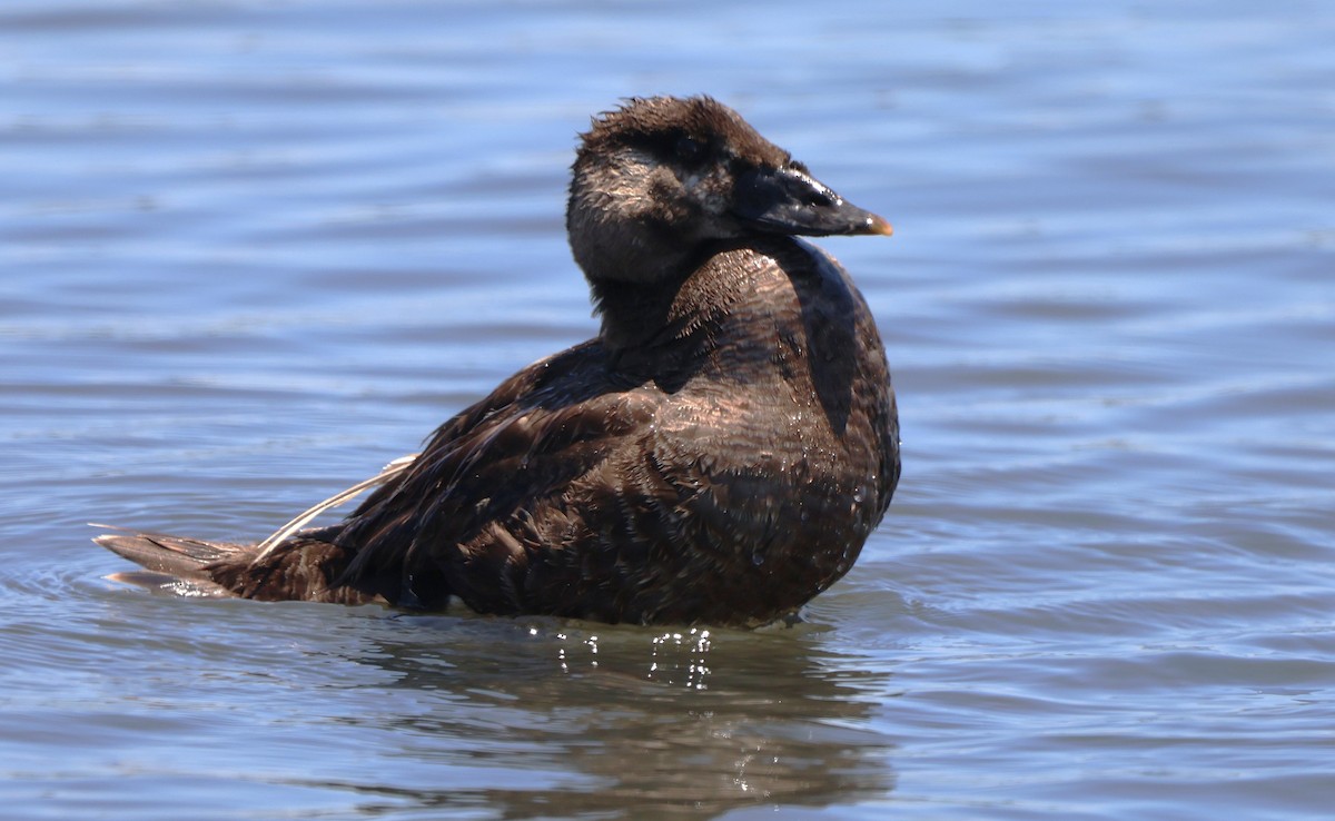 Surf Scoter - ML638379286