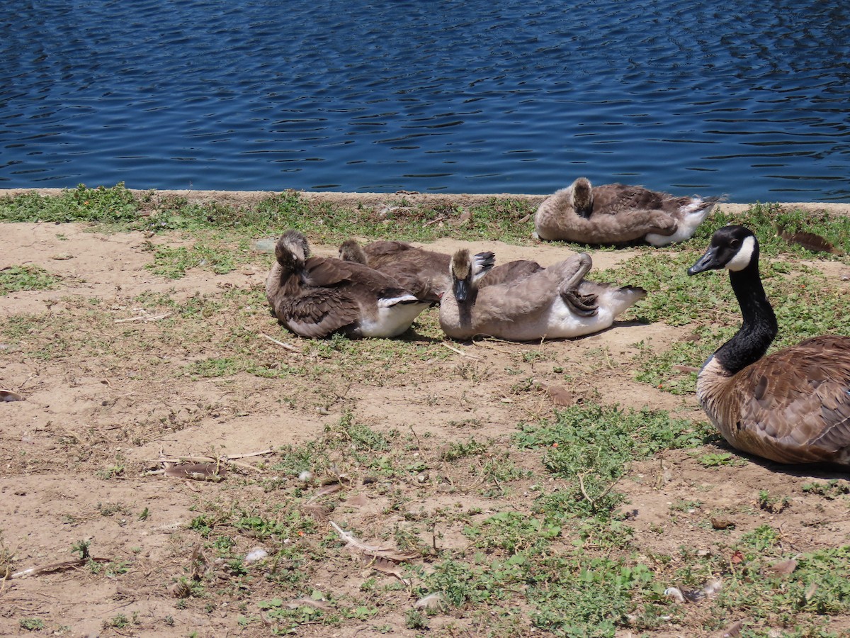 Canada Goose - ML638379316