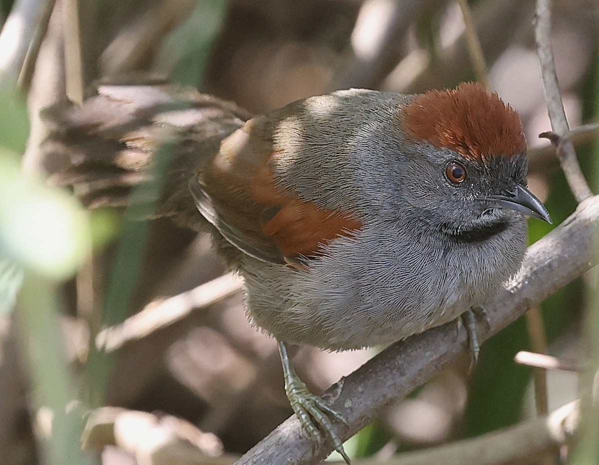 Cinereous-breasted Spinetail - ML638379340