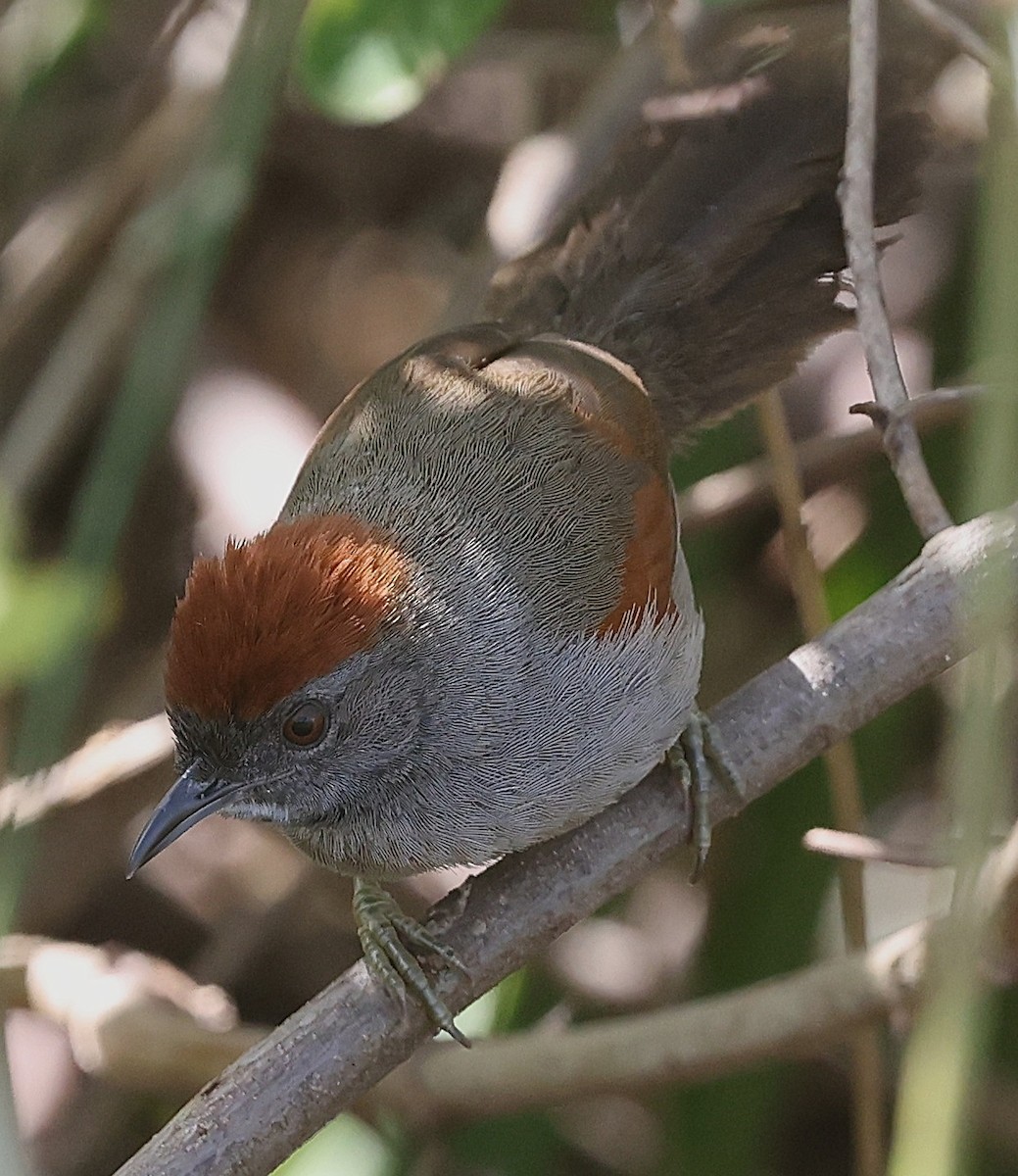 Cinereous-breasted Spinetail - ML638379359