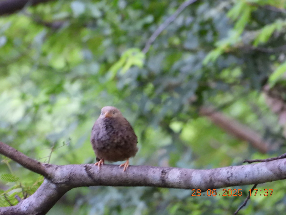 Yellow-billed Babbler - ML638379376