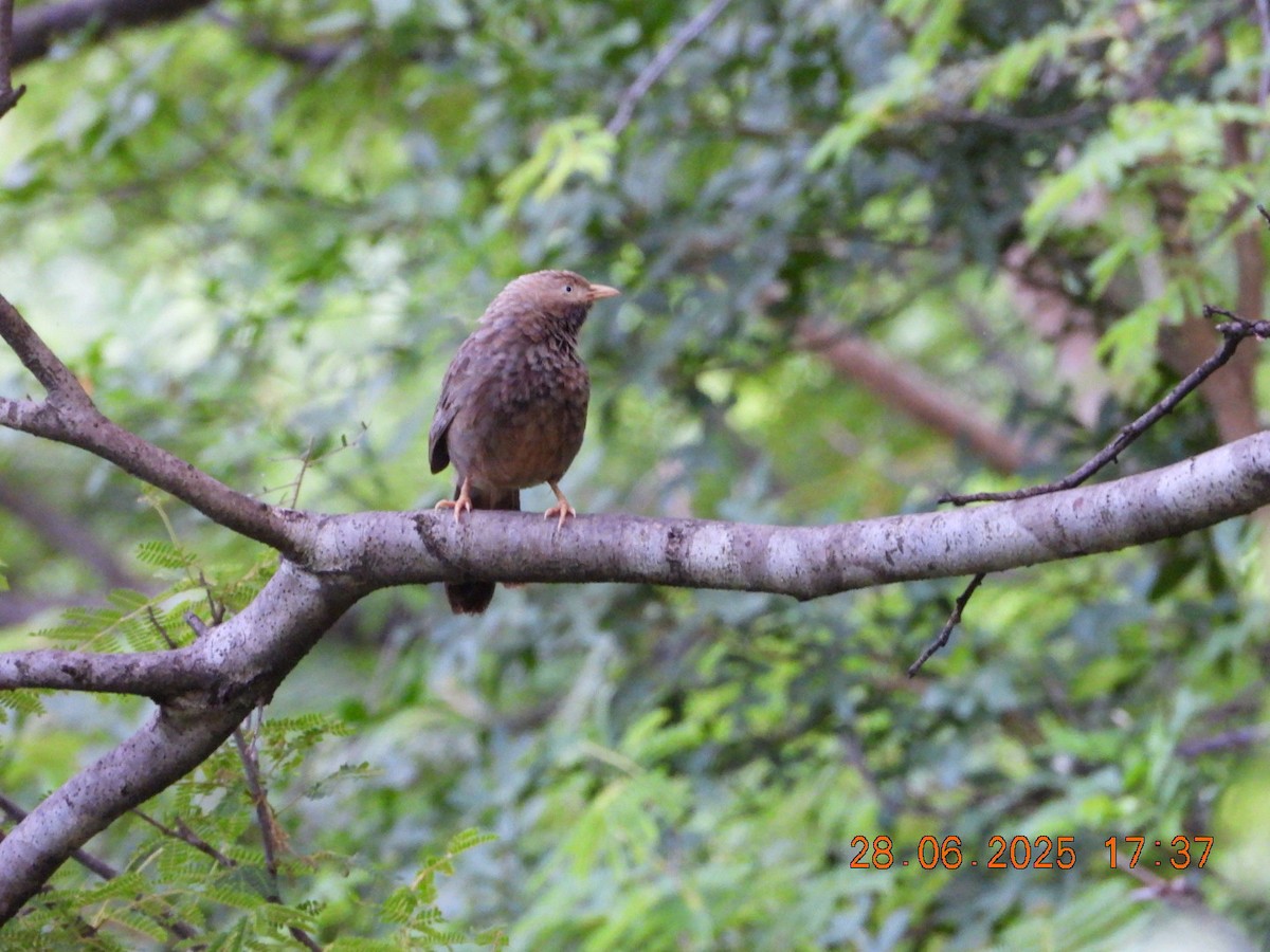 Yellow-billed Babbler - ML638379377