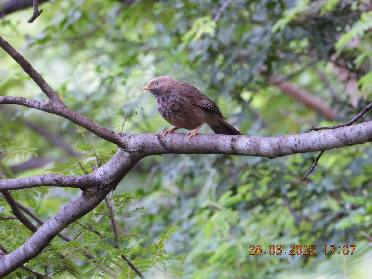 Yellow-billed Babbler - ML638379378