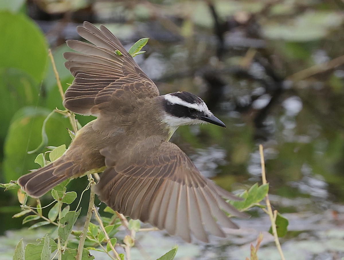 Great Kiskadee - ML638379391